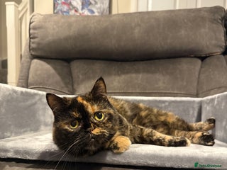 Exotic cats for sale: Beautiful exotic 5yr old female loving gentle - Advert 1