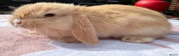 Mini Lop rabbits for sale: Two litter for sale  - Advert 8