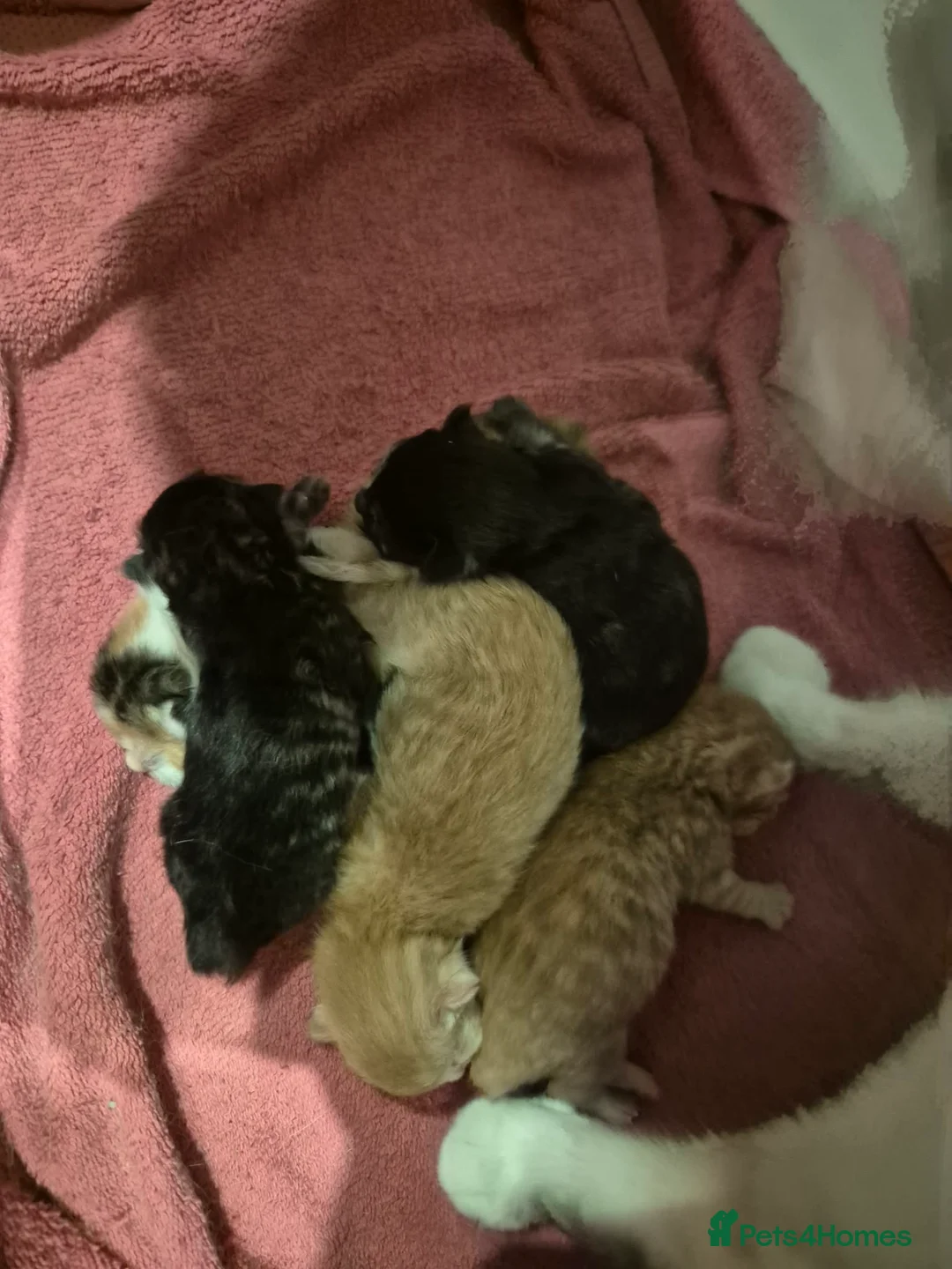 British Longhair cats for sale: Beautiful litter - Advert 2