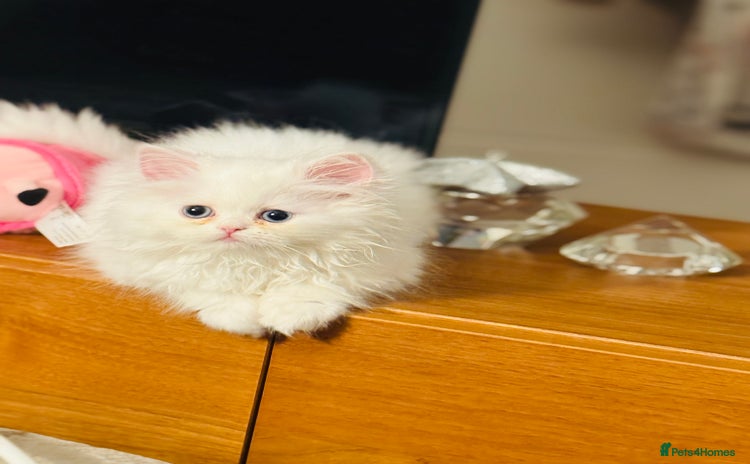 Persian cats - Advert 2