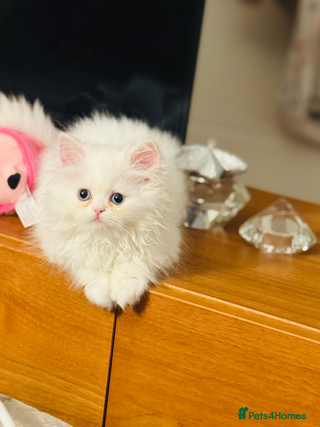 Persian cats for sale: Persian white kitten😻 - Image 1