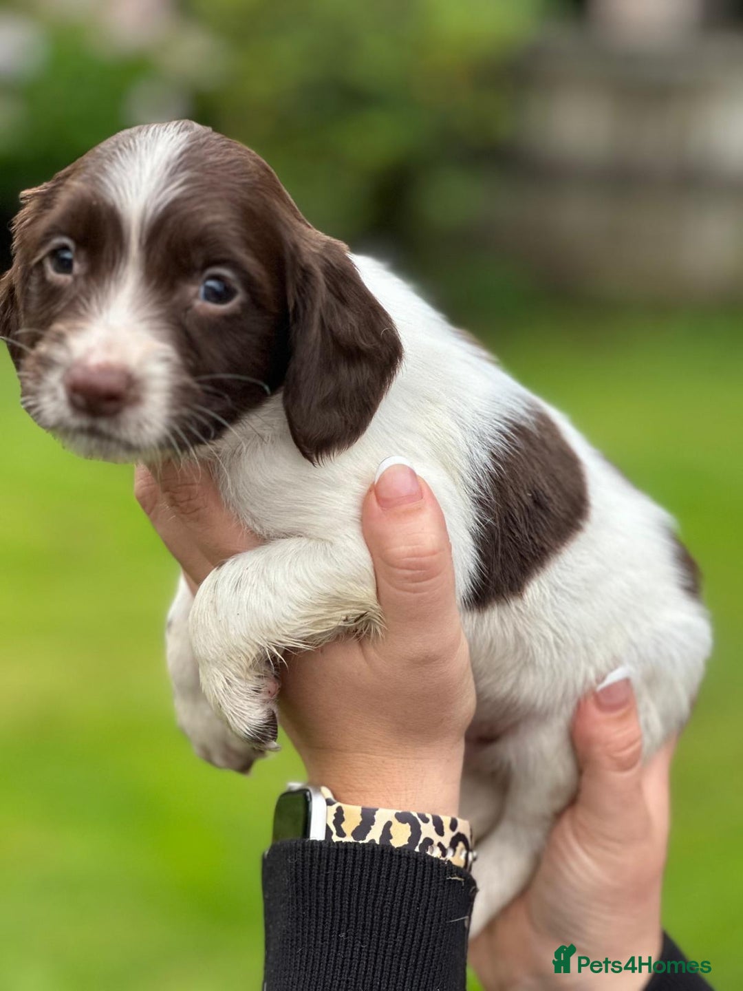 English Springer Spaniel dogs for sale: 2025 FTCH ROSEBAY BLUE,WELL MARKED LITTER ESS PUPS - Image 22