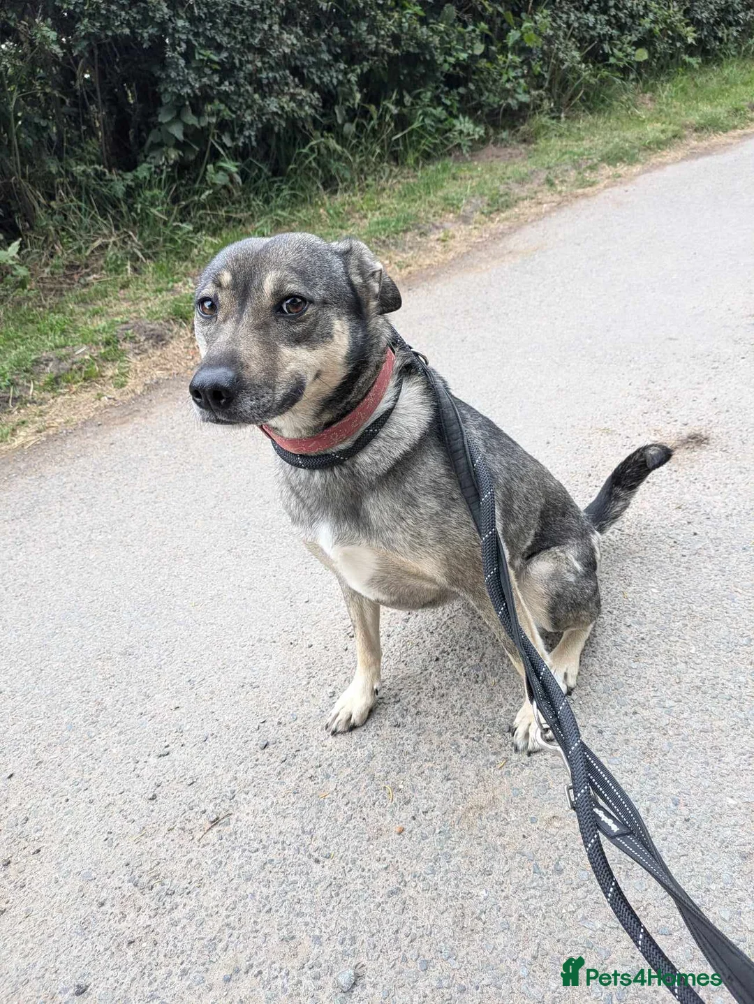 Mixed Breed dogs for adoption: Meet Joy, currently residing in Cheshire  in Nantwich - Advert 9