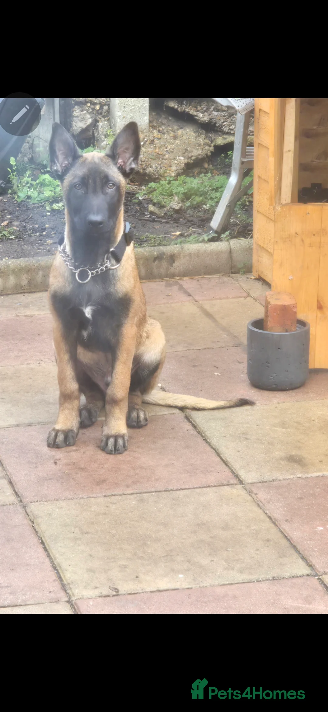 Belgian Shepherd Dog dogs for sale: Kabus - Advert 2