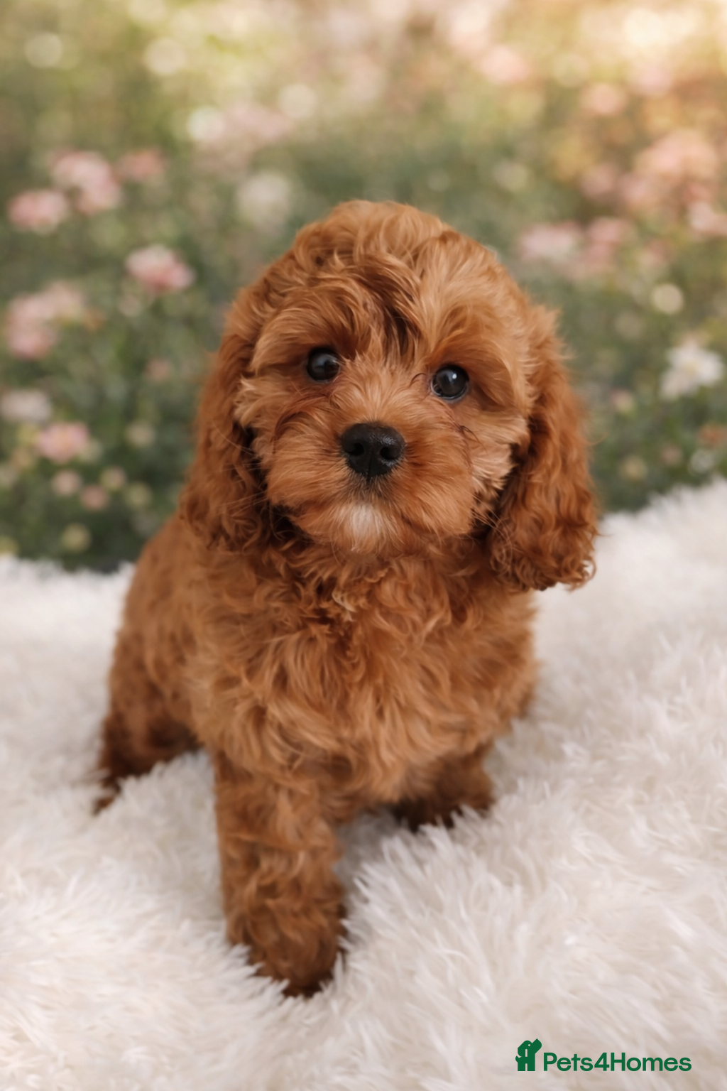 Cavapoo dogs Adorable F1 Cavapoo Puppies for Sale - Advert 4