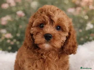 Cavapoo dogs Adorable F1 Cavapoo Puppies for Sale - Advert 4