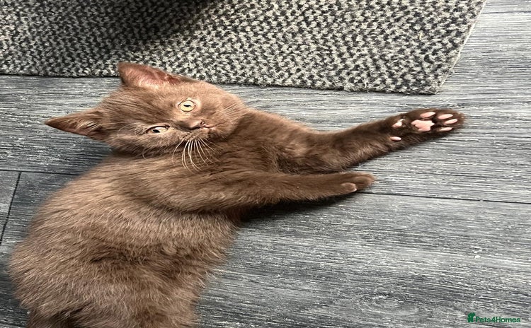 British Shorthair cats for sale - Advert 2
