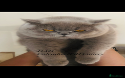 British Shorthair cats for sale: Beautiful BSH kittens  - Image 20