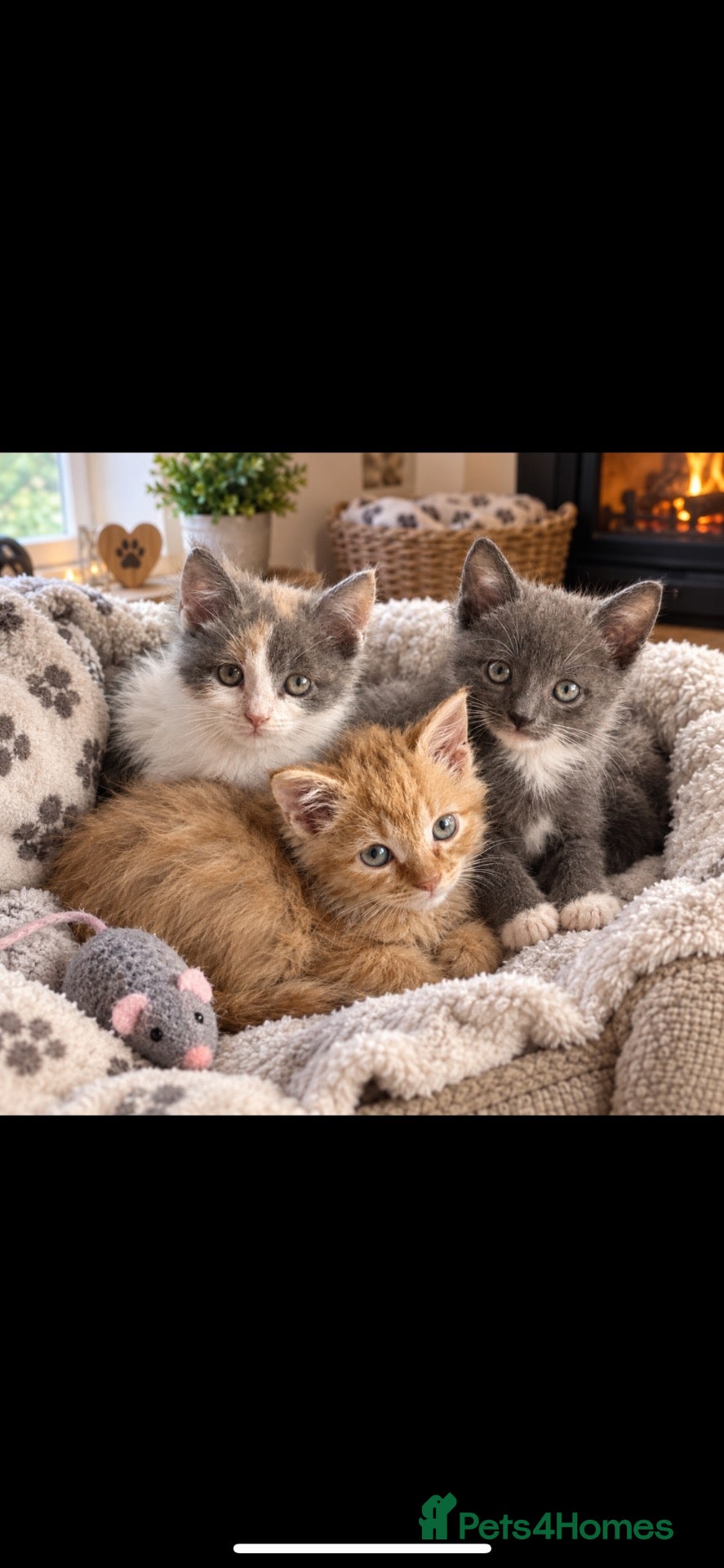 Mixed Breed cats Stunning kittens available ready now  - Advert 1
