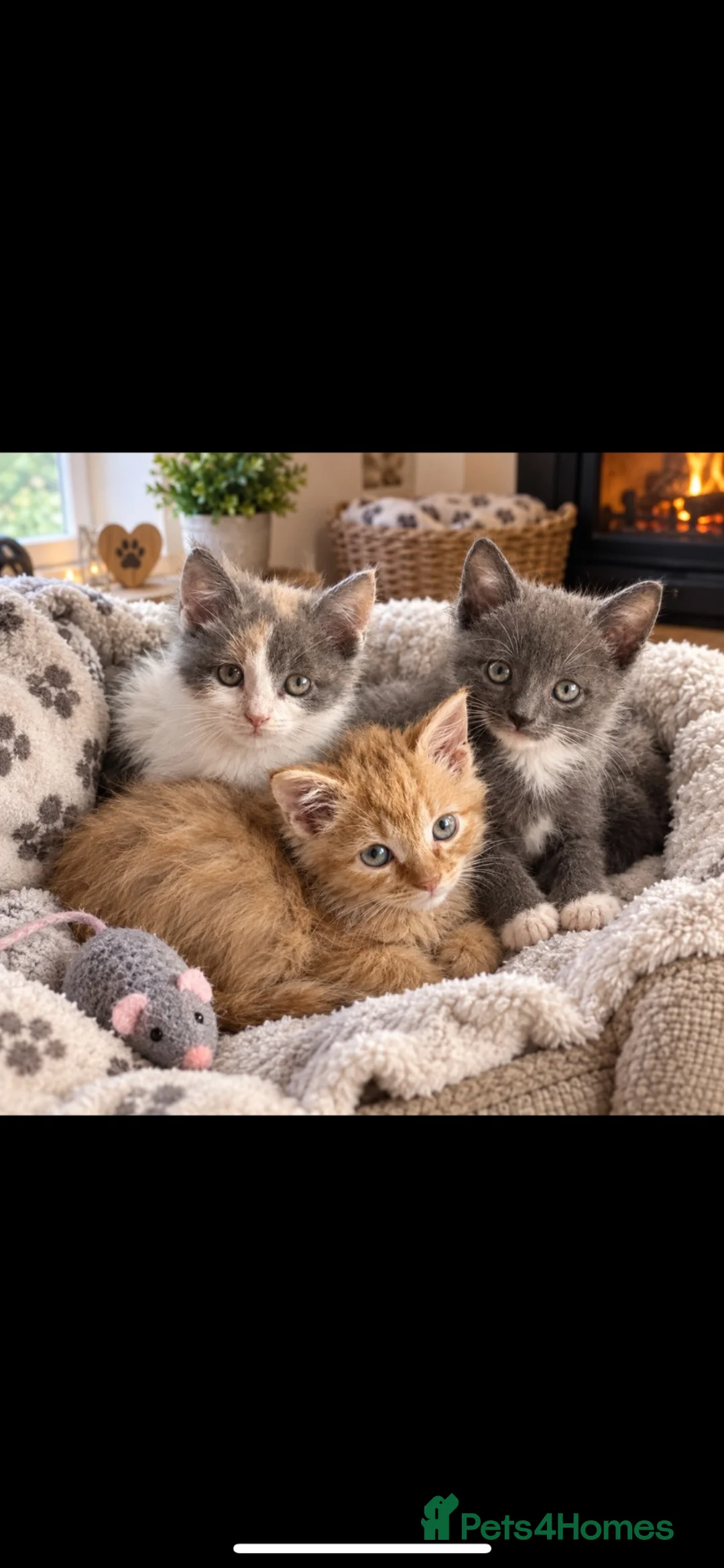 Mixed Breed cats for sale: Stunning kittens available ready now  - Advert 1