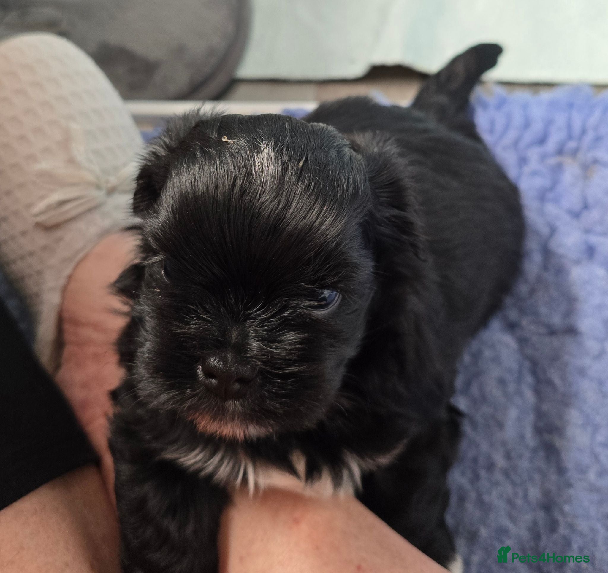 Lhasa Apso dogs 🩵🐶 2x Lhasa Apso Male Pups *Parents Tested PRA4  - Advert 2