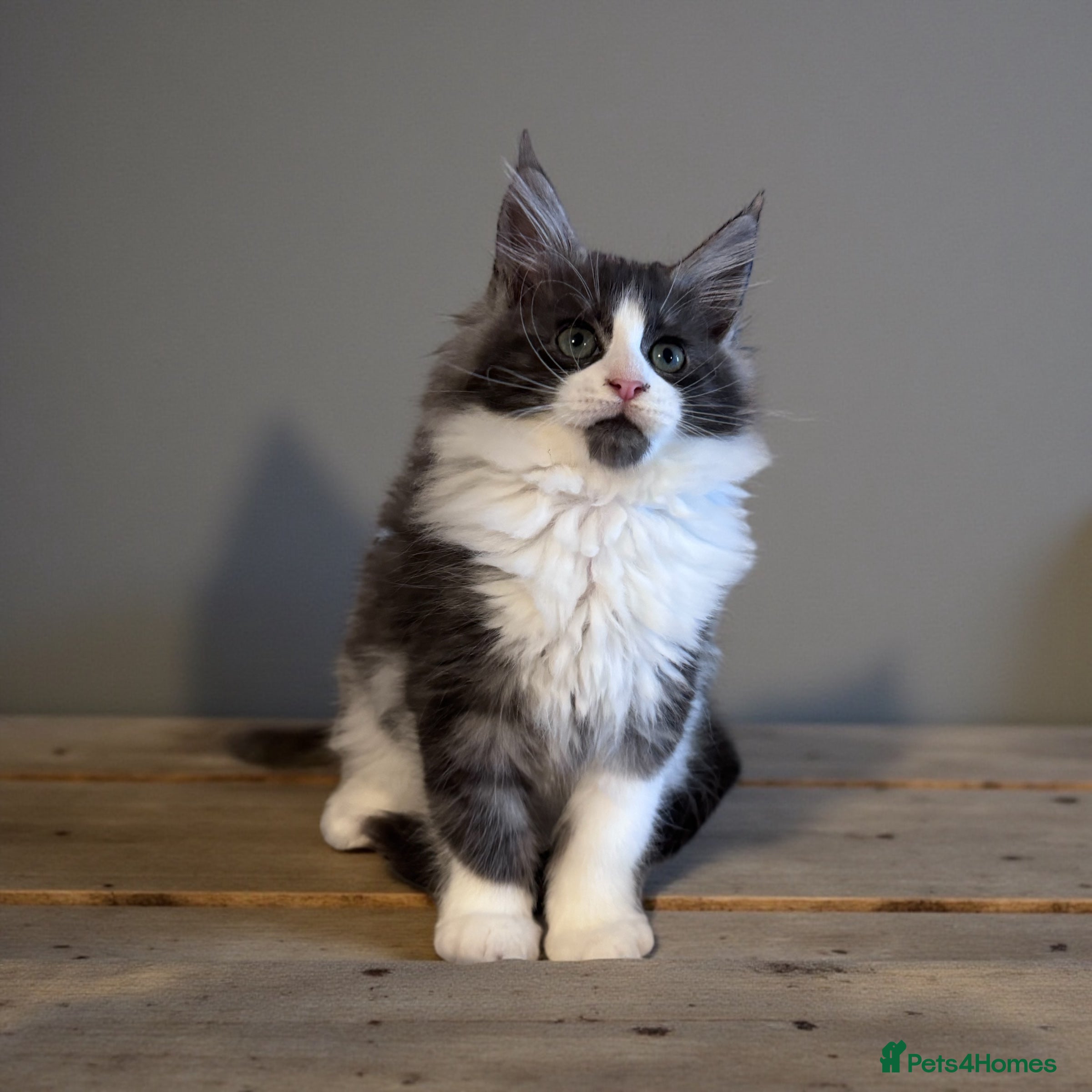 Maine Coon cats 🌟🌟Beautiful  Maine Coon kittens 🌟🌟🌟 - Advert 17