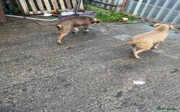 Mixed Breed dogs for sale: 2 dogs for sale, quick sale good offer accepted  - Image 2