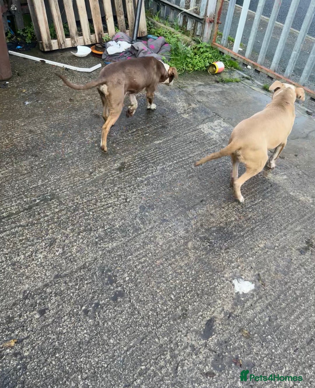 Mixed Breed dogs for sale: 2 dogs for sale, quick sale good offer accepted  - Image 2