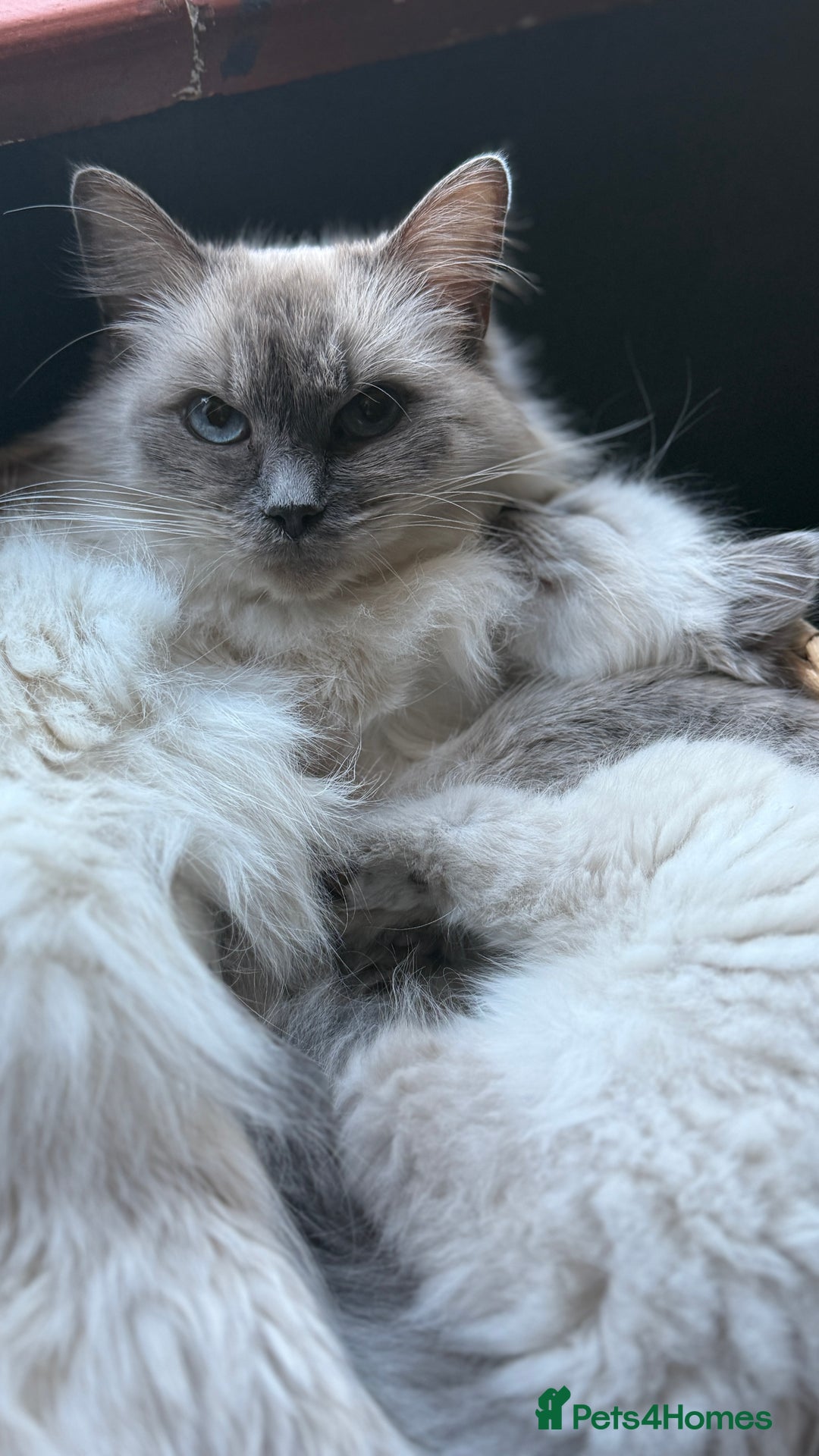 Ragdoll cats for sale: Beautiful blue point ragdoll kittens available now - Advert 4