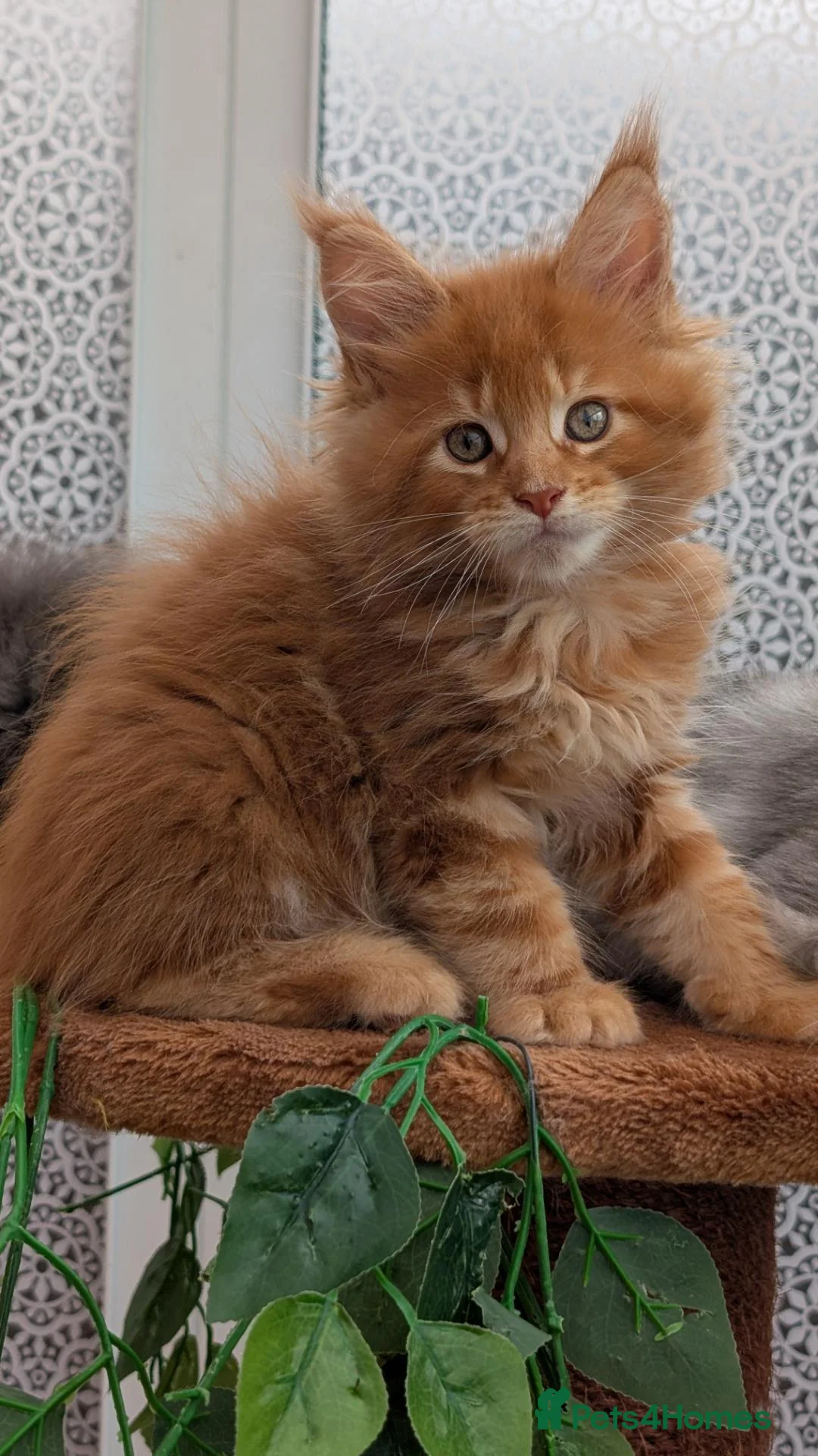 Maine Coon cats for sale: Adorable Maine coon kittens  - Advert 35