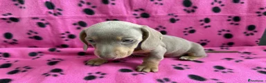 Miniature Dachshund Puppy 4
