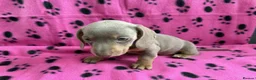Miniature Dachshund dogs for sale: MINIATURE DACHSHUND PUPPIES FOR SALE in Exeter - Advert 5