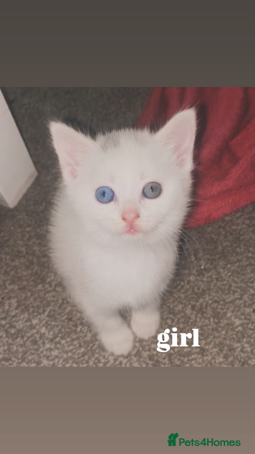 Mixed Breed cats mixed british short haired kittens  - Advert 2