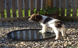 English Springer Spaniel dogs for sale: English Springer Spaniel Puppy 2 - English Springer Spaniel Puppies - Image 28