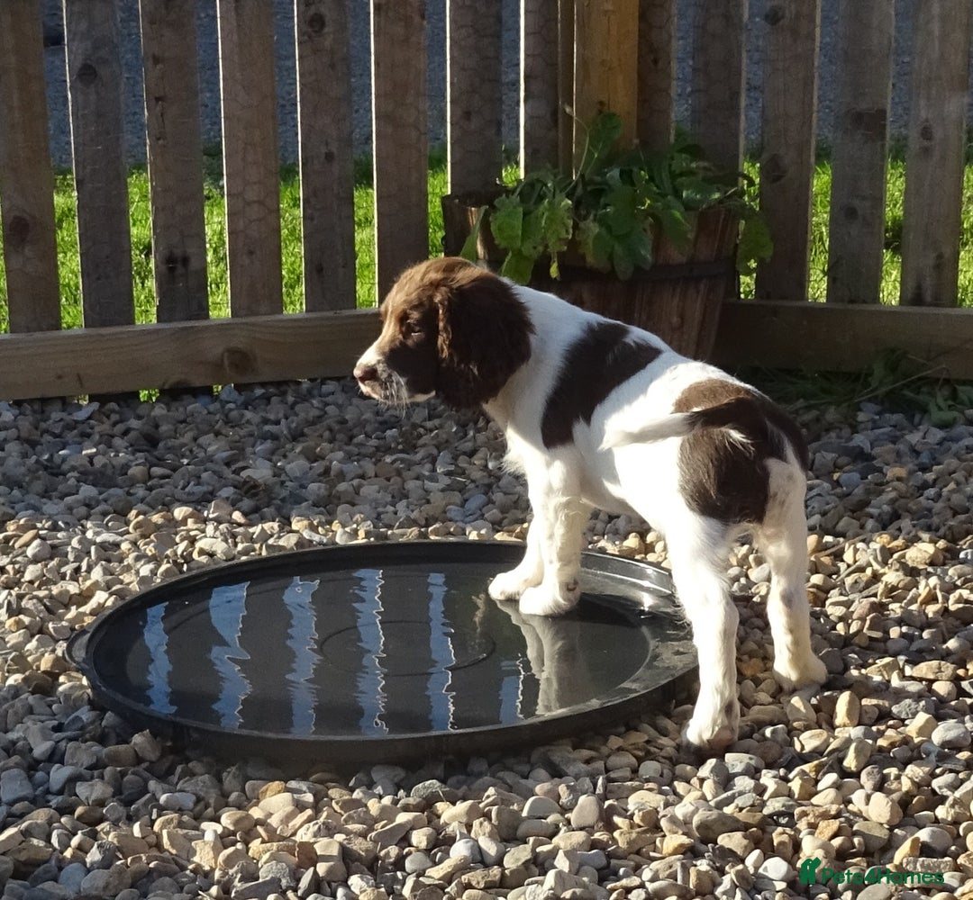 English Springer Spaniel dogs for sale: English Springer Spaniel Puppy 2 - English Springer Spaniel Puppies - Image 28