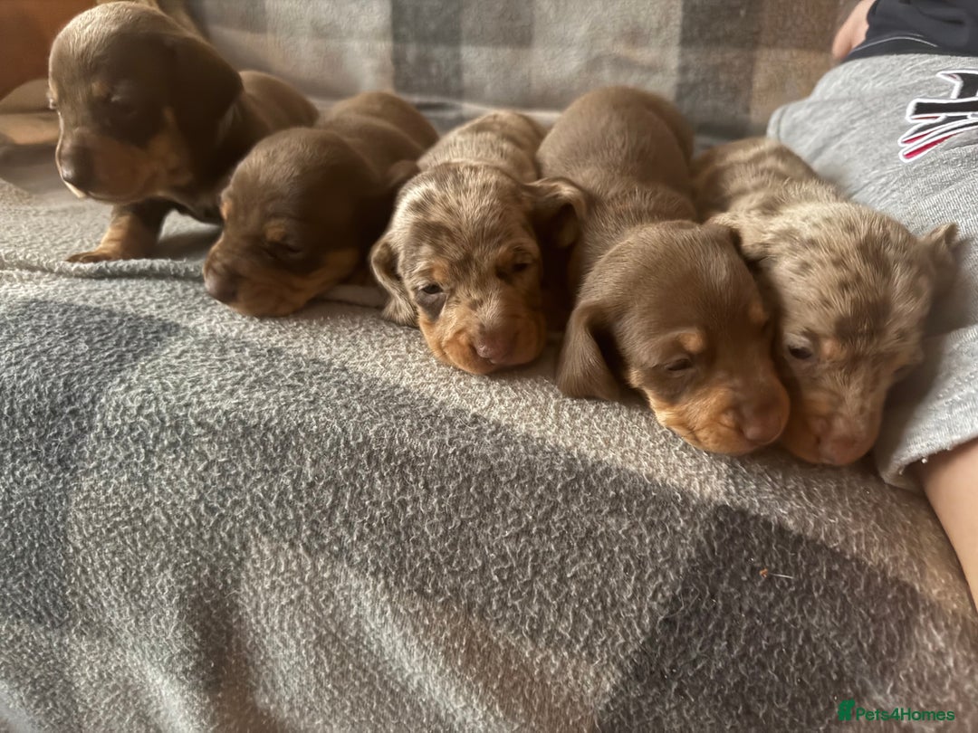 Miniature Dachshund dogs for sale: Gorgeous miniature dachshunds   - Advert 2
