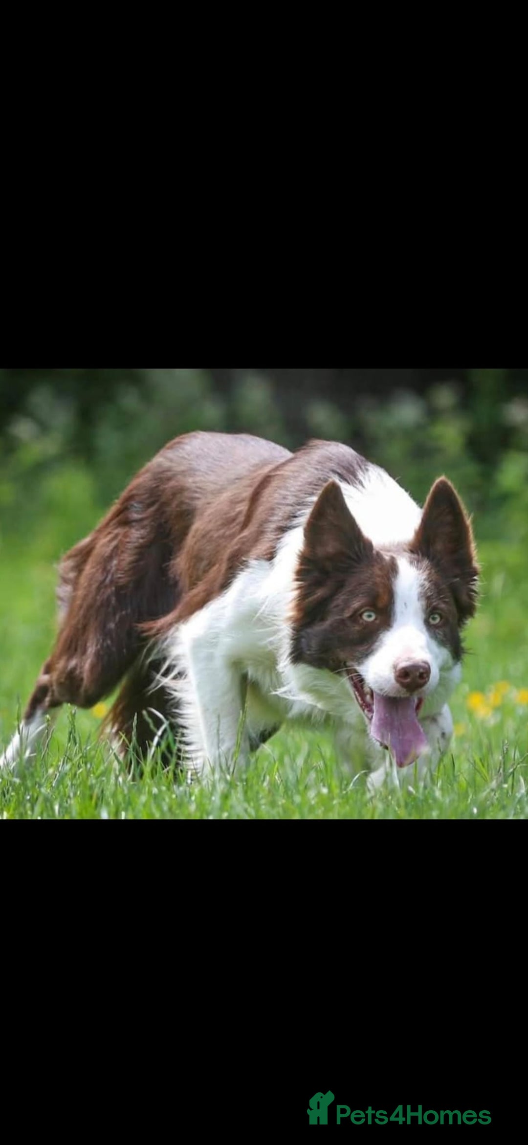 Border Collie dogs for sale: Border Collies  - Image 3