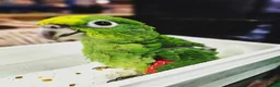 Parrots birds for sale: Amazon yellow crown parrot with cage and setup - Advert 1