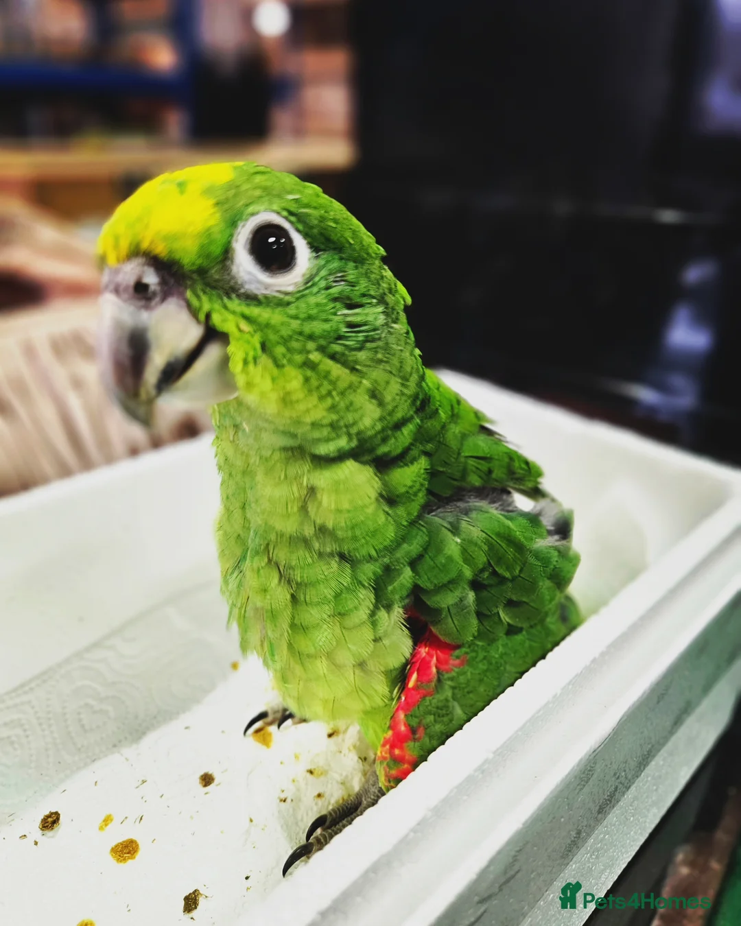 Parrots birds for sale: Amazon yellow crown parrot with cage and setup - Advert 1