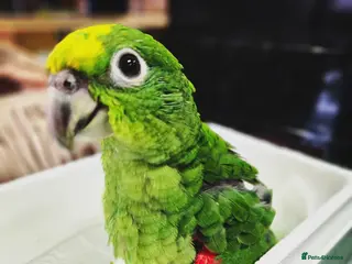 Parrots birds Amazon yellow crown parrot with cage and setup - Advert 10