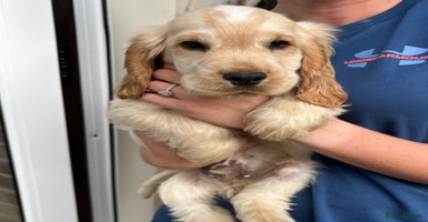 Cocker Spaniel dogs - Advert 8
