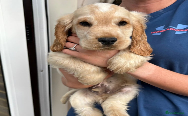 Cocker Spaniel dogs - Advert 14