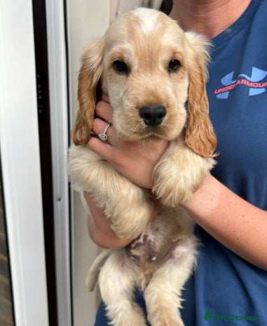 Cocker Spaniel dogs - Advert 2