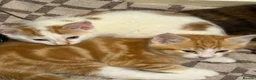 Mixed Breed cats for sale: Kittens  - Advert 2