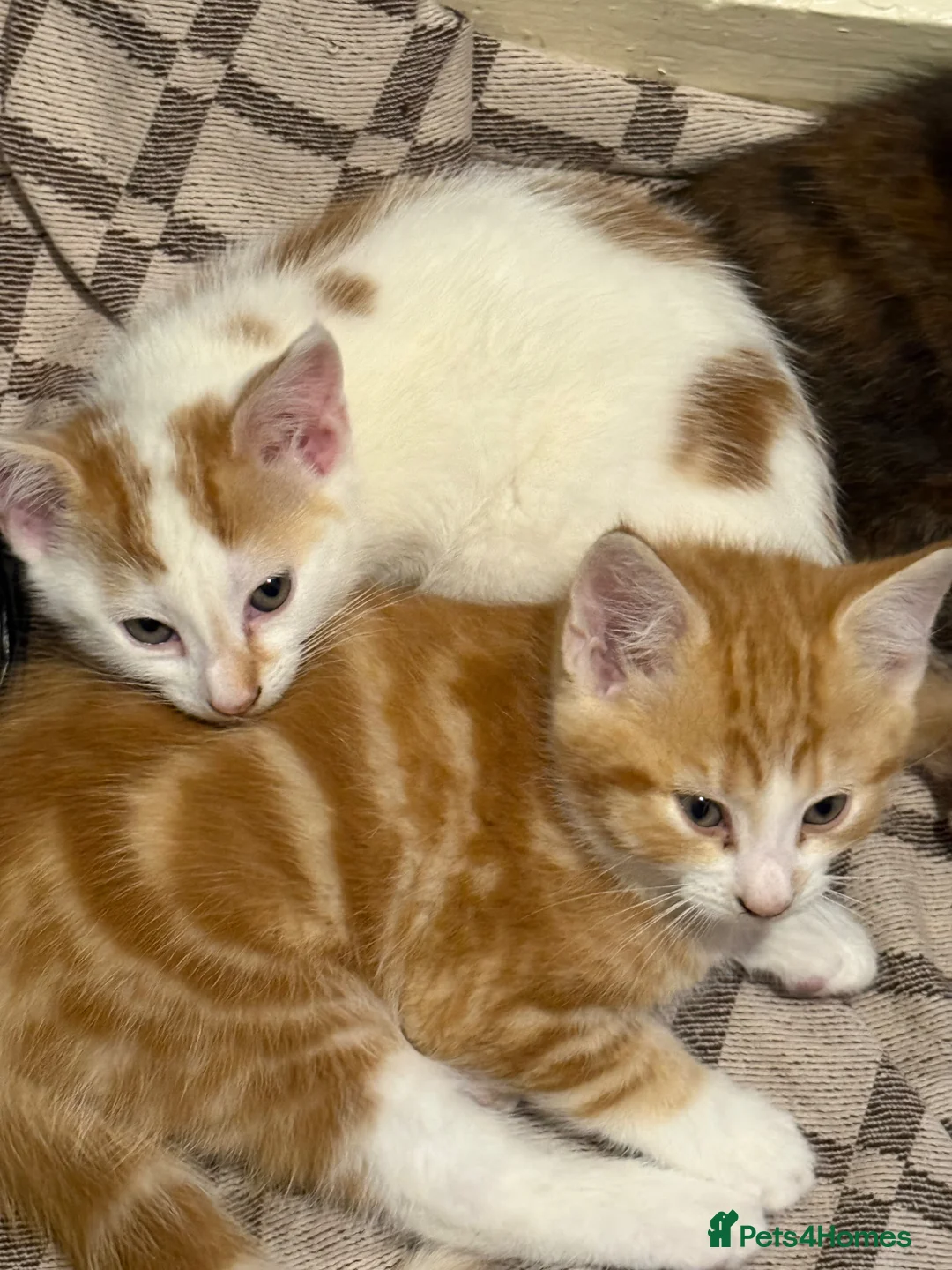 Mixed Breed cats for sale: Kittens  - Advert 2