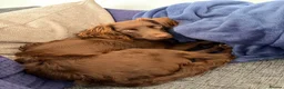 Mixed Breed dogs for sale: Sprockerdoo  in Bexhill-on-Sea - Advert 3