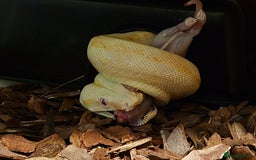 Boa Snake reptiles for sale: Sharp albino boa constrictor male - Image 4