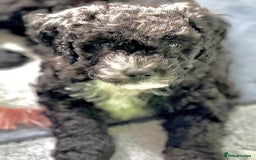 Cockapoo dogs for sale: 🐾 Gorgeous F2 Cockapoo Puppies 🐾 - Image 2