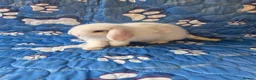 Mini Lop rabbits for sale: Stunning baby mini lops  - Advert 17