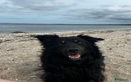 Mixed Breed dogs for sale: Rufty - Image 1
