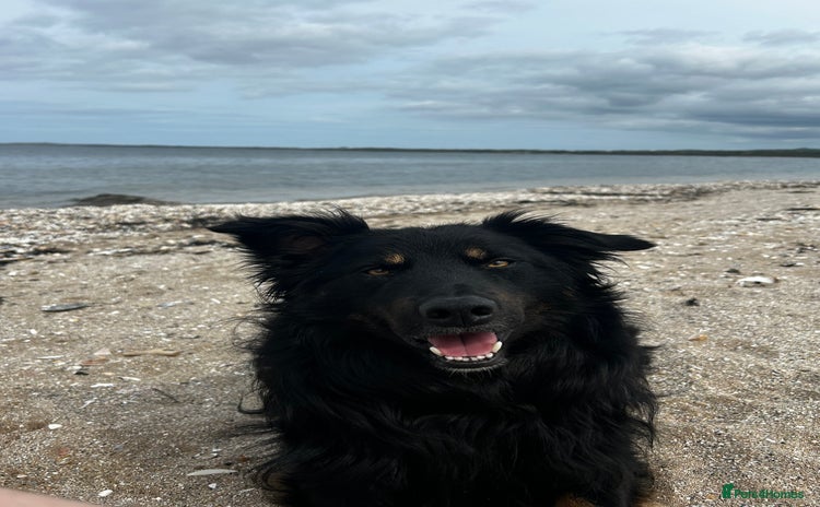 Mixed Breed dogs - Advert 4