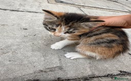 Mixed Breed cats for sale: loved and cared for kittens looking for new home🥹 - Image 7
