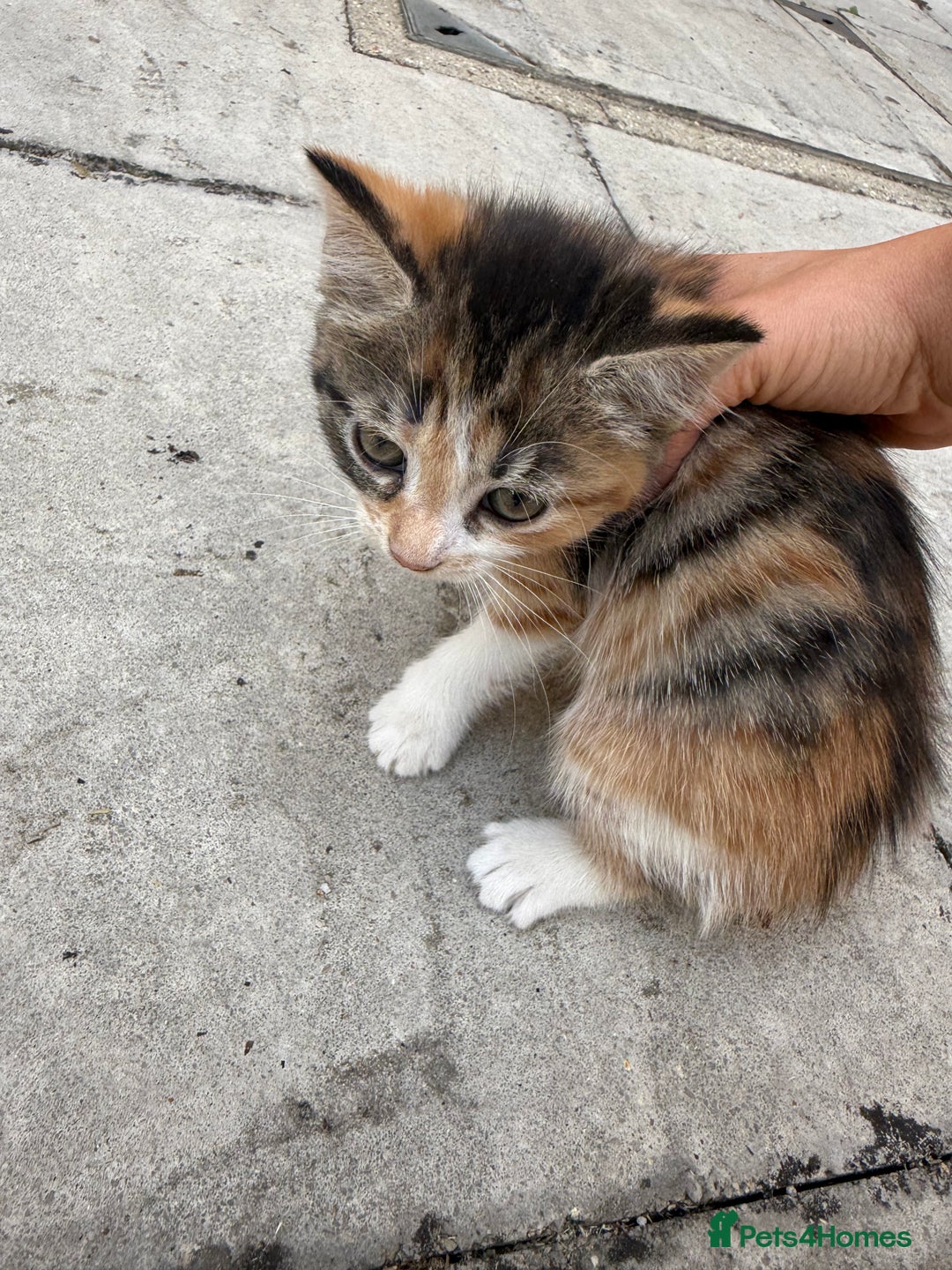 Mixed Breed cats for sale: loved and cared for kittens looking for new home🥹 - Image 7
