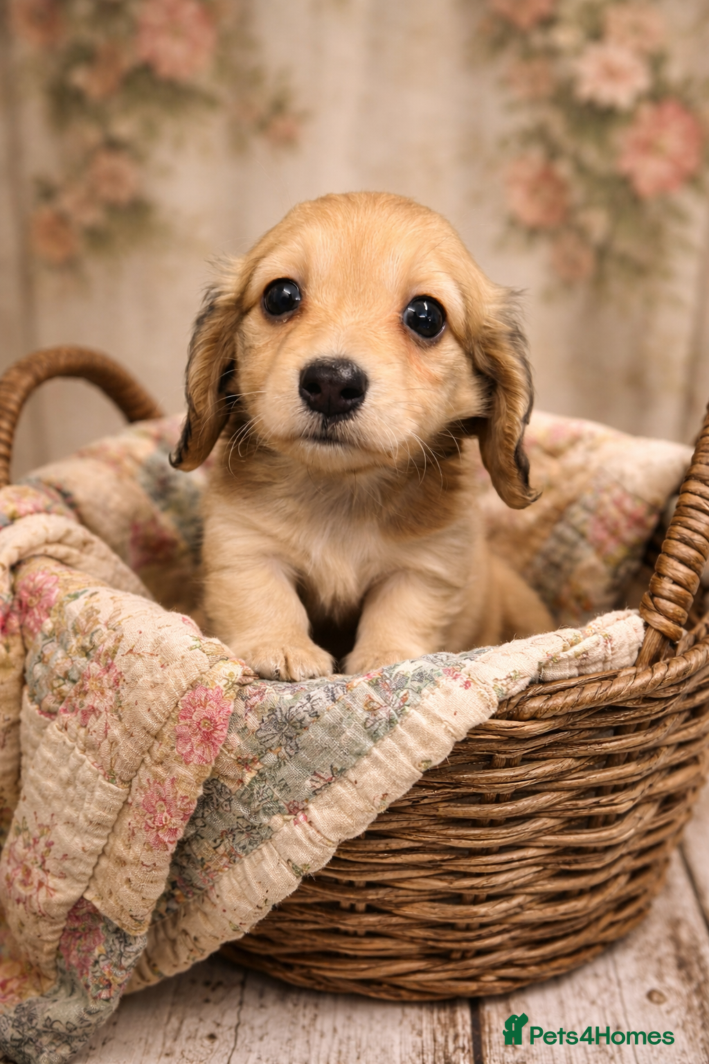 Miniature Dachshund dogs English cream mini longhair dachshunds  - Advert 13