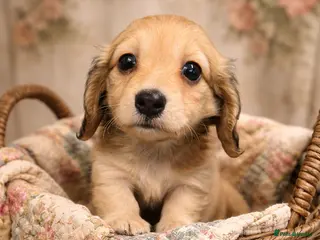 Miniature Dachshund dogs English cream mini longhair dachshunds - Advert 13