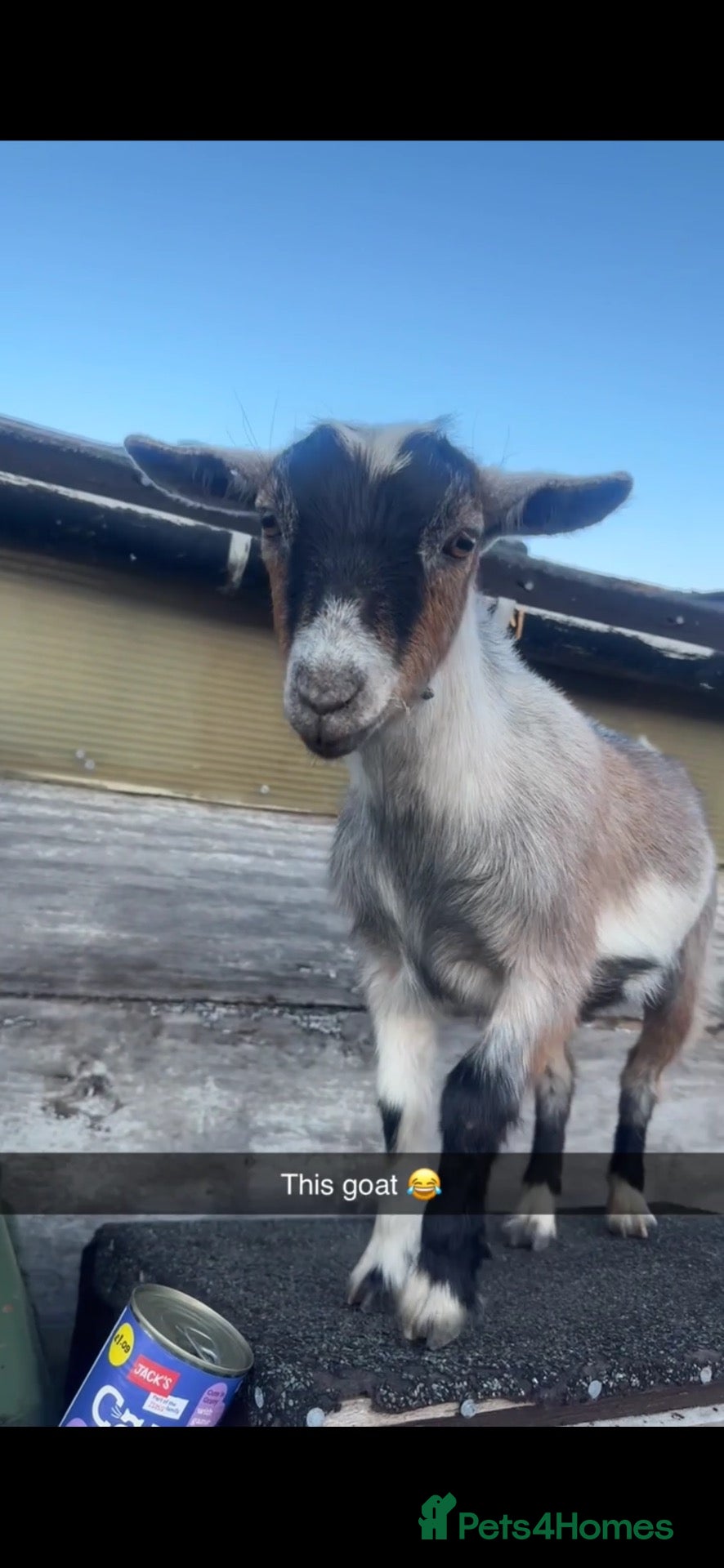 Goats livestock Pygmy goats 1 Billy 1 nanny - Advert 12