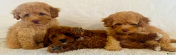 Toy Poodle dogs for sale: Toy poodle puppies  in Wakefield - Advert 21