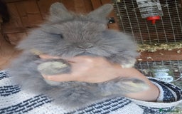 Lionhead rabbits for sale: 5 Beautiful Lion Head Babies - Advert 19