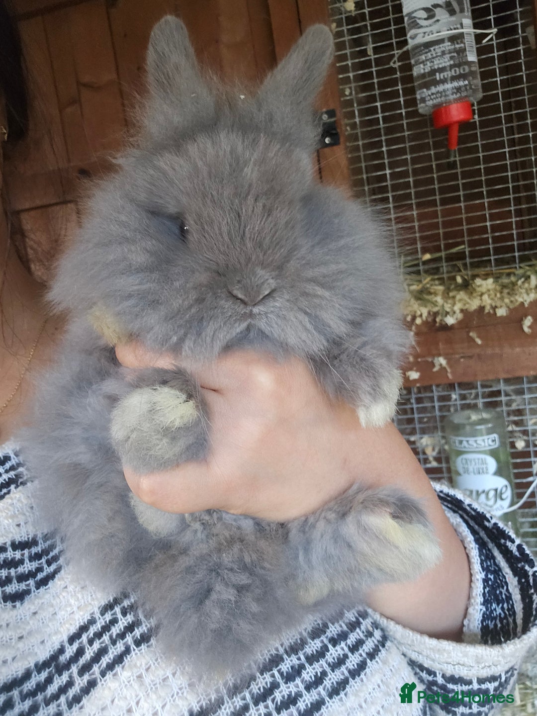 Lionhead rabbits for sale: 5 Beautiful Lion Head Babies - Advert 19