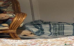 Golden Retriever dogs for sale:  Golden Retriever Labrador  - Advert 3